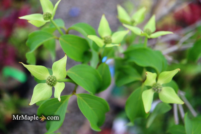 - Cornus kousa 'Snow Tower' White Flowering Narrow Chinese Dogwood - Mr Maple │ Buy Japanese Maple Trees