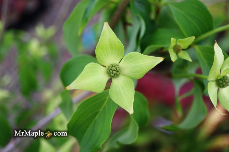 - Cornus kousa 'Snow Tower' White Flowering Narrow Chinese Dogwood - Mr Maple │ Buy Japanese Maple Trees