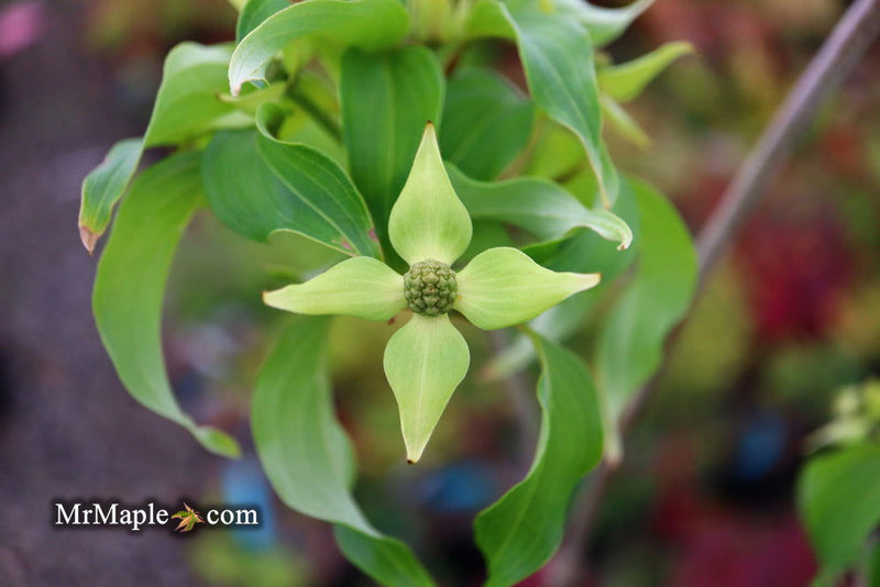 - Cornus kousa 'Snow Tower' White Flowering Narrow Chinese Dogwood - Mr Maple │ Buy Japanese Maple Trees