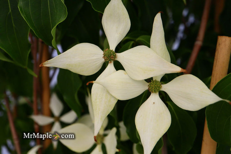 - Cornus kousa 'Snow Tower' White Flowering Narrow Chinese Dogwood - Mr Maple │ Buy Japanese Maple Trees