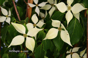 - Cornus kousa 'Snow Tower' White Flowering Narrow Chinese Dogwood - Mr Maple │ Buy Japanese Maple Trees