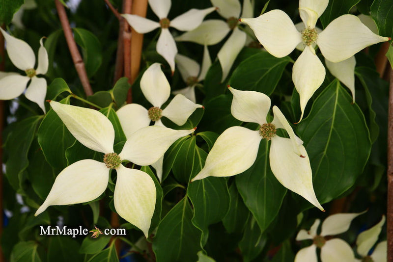 - Cornus kousa 'Snow Tower' White Flowering Narrow Chinese Dogwood - Mr Maple │ Buy Japanese Maple Trees