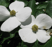 - Cornus kousa 'Starlight’ White Flowering Chinese Dogwood - Mr Maple │ Buy Japanese Maple Trees