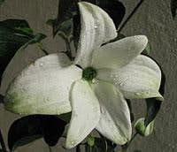 - Cornus kousa 'Starlight’ White Flowering Chinese Dogwood - Mr Maple │ Buy Japanese Maple Trees