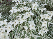 - Cornus kousa 'Summer Fun' White Variegated Chinese Dogwood - Mr Maple │ Buy Japanese Maple Trees