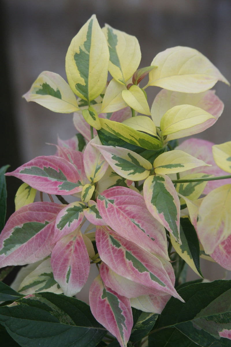 - Cornus kousa 'Summer Fun' White Variegated Chinese Dogwood - Mr Maple │ Buy Japanese Maple Trees