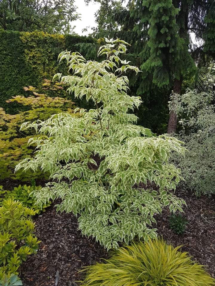 - Cornus kousa 'Summer Fun' White Variegated Chinese Dogwood - Mr Maple │ Buy Japanese Maple Trees