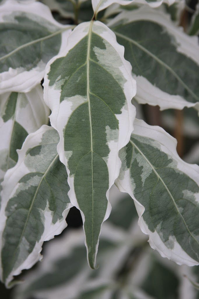 - Cornus kousa 'Summer Fun' White Variegated Chinese Dogwood - Mr Maple │ Buy Japanese Maple Trees