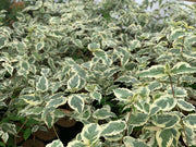 - Cornus kousa 'Summer Fun' White Variegated Chinese Dogwood - Mr Maple │ Buy Japanese Maple Trees