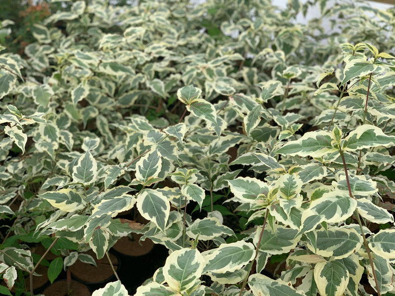 - Cornus kousa 'Summer Fun' White Variegated Chinese Dogwood - Mr Maple │ Buy Japanese Maple Trees