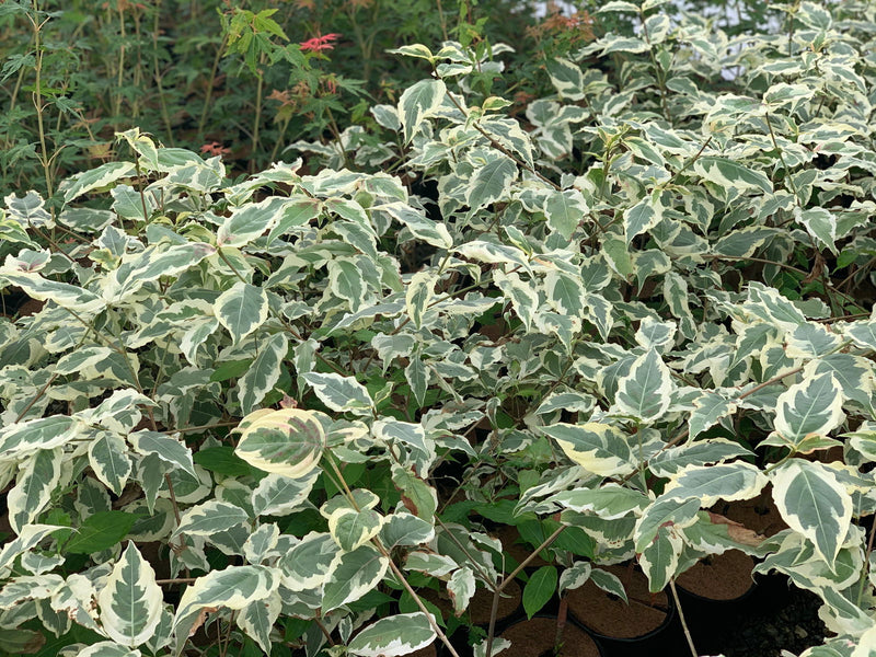 - Cornus kousa 'Summer Fun' White Variegated Chinese Dogwood - Mr Maple │ Buy Japanese Maple Trees