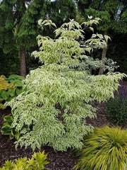 - Cornus kousa 'Summer Fun' White Variegated Chinese Dogwood - Mr Maple │ Buy Japanese Maple Trees
