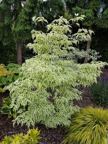 - Cornus kousa 'Summer Fun' White Variegated Chinese Dogwood - Mr Maple │ Buy Japanese Maple Trees