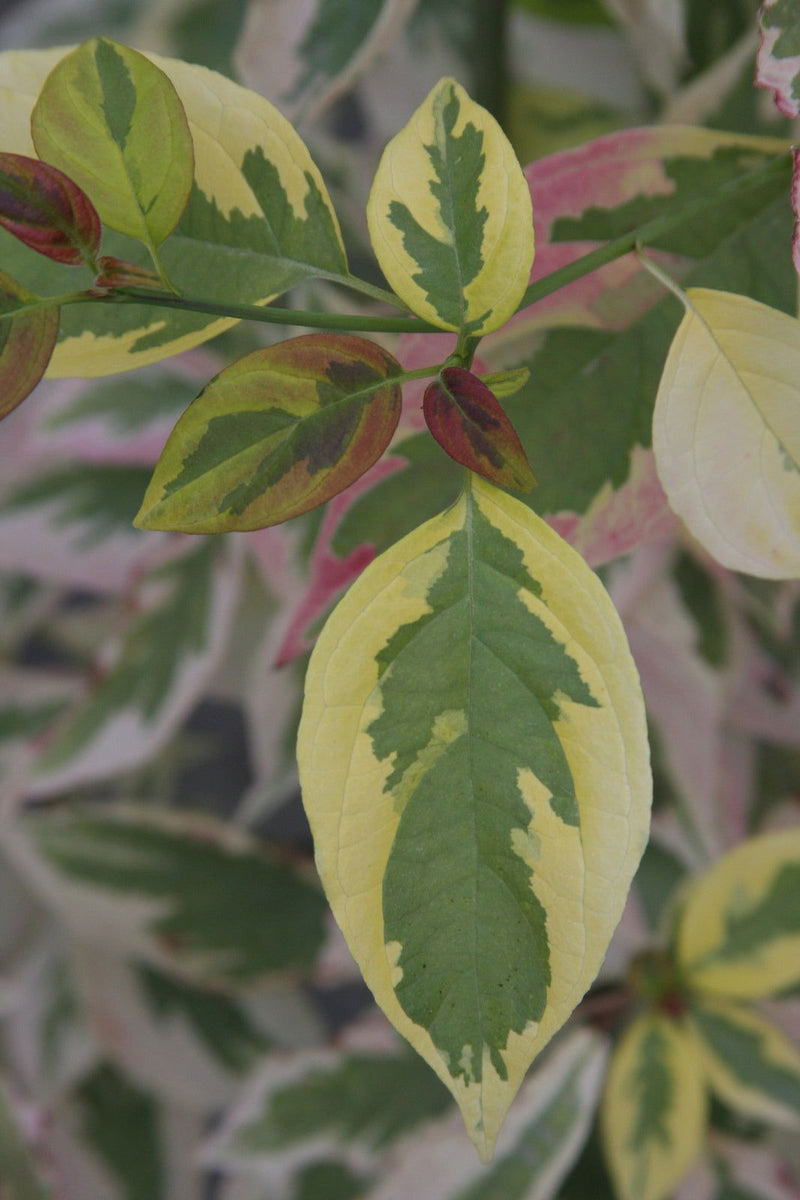 - Cornus kousa 'Summer Fun' White Variegated Chinese Dogwood - Mr Maple │ Buy Japanese Maple Trees