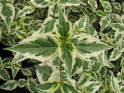 - Cornus kousa 'Summer Fun' White Variegated Chinese Dogwood - Mr Maple │ Buy Japanese Maple Trees