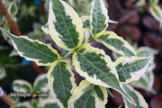 - Cornus kousa 'Summer Fun' White Variegated Chinese Dogwood - Mr Maple │ Buy Japanese Maple Trees