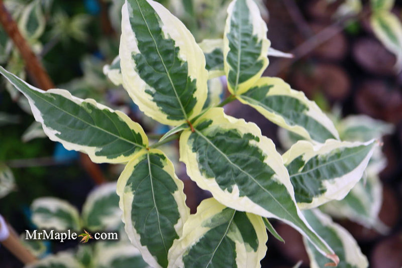 - Cornus kousa 'Summer Fun' White Variegated Chinese Dogwood - Mr Maple │ Buy Japanese Maple Trees
