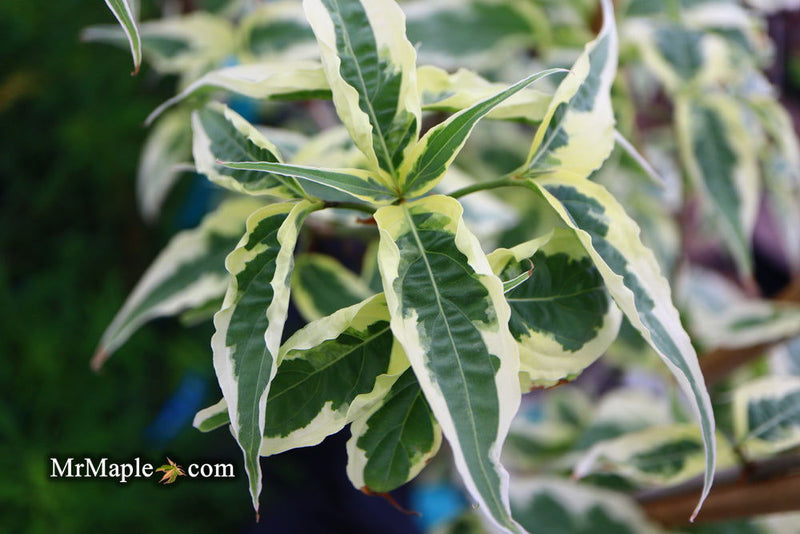 - Cornus kousa 'Summer Fun' White Variegated Chinese Dogwood - Mr Maple │ Buy Japanese Maple Trees