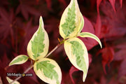 - Cornus kousa 'Summer Fun' White Variegated Chinese Dogwood - Mr Maple │ Buy Japanese Maple Trees
