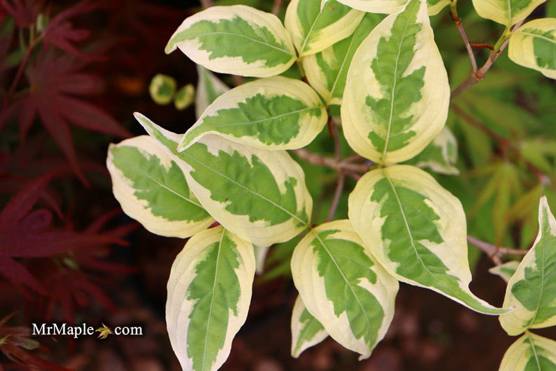 - Cornus kousa 'Summer Fun' White Variegated Chinese Dogwood - Mr Maple │ Buy Japanese Maple Trees