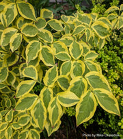 - Cornus kousa 'Summer Gold' Yellow Variegated Chinese Dogwood - Mr Maple │ Buy Japanese Maple Trees