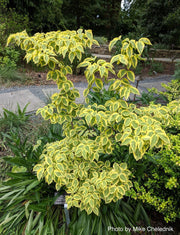 - Cornus kousa 'Summer Gold' Yellow Variegated Chinese Dogwood - Mr Maple │ Buy Japanese Maple Trees
