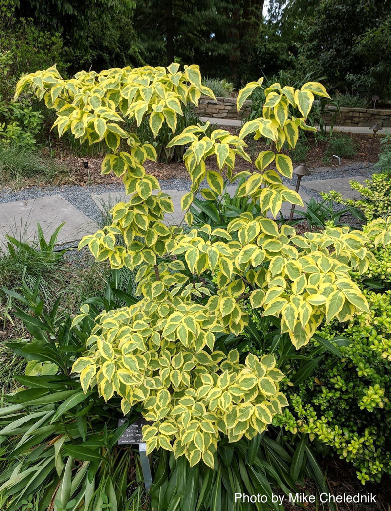 - Cornus kousa 'Summer Gold' Yellow Variegated Chinese Dogwood - Mr Maple │ Buy Japanese Maple Trees
