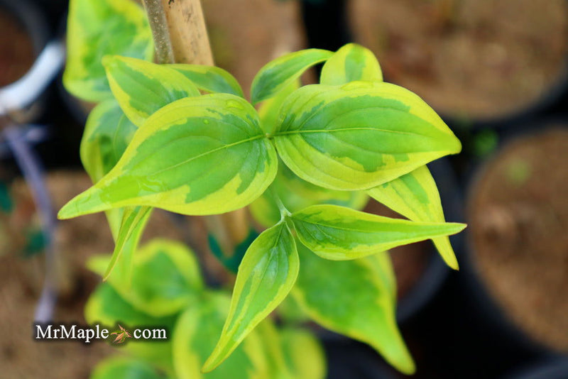 - Cornus kousa 'Summer Gold' Yellow Variegated Chinese Dogwood - Mr Maple │ Buy Japanese Maple Trees