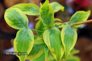 - Cornus kousa 'Summer Gold' Yellow Variegated Chinese Dogwood - Mr Maple │ Buy Japanese Maple Trees
