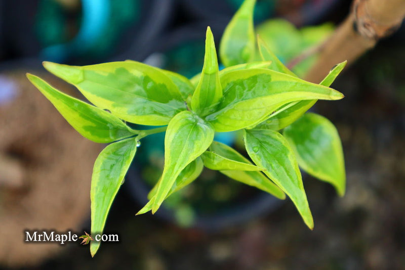 - Cornus kousa 'Summer Gold' Yellow Variegated Chinese Dogwood - Mr Maple │ Buy Japanese Maple Trees