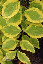 - Cornus kousa 'Summer Gold' Yellow Variegated Chinese Dogwood - Mr Maple │ Buy Japanese Maple Trees