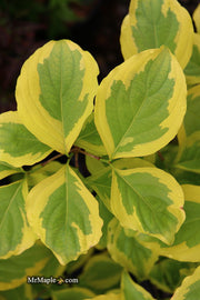 - Cornus kousa 'Summer Gold' Yellow Variegated Chinese Dogwood - Mr Maple │ Buy Japanese Maple Trees