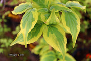 - Cornus kousa 'Summer Gold' Yellow Variegated Chinese Dogwood - Mr Maple │ Buy Japanese Maple Trees