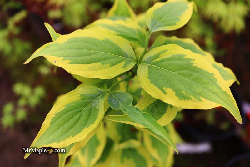 - Cornus kousa 'Summer Gold' Yellow Variegated Chinese Dogwood - Mr Maple │ Buy Japanese Maple Trees
