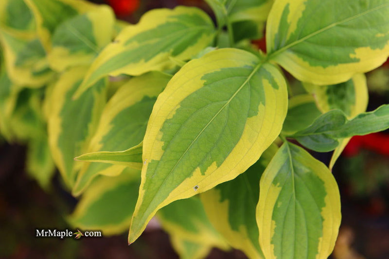- Cornus kousa 'Summer Gold' Yellow Variegated Chinese Dogwood - Mr Maple │ Buy Japanese Maple Trees