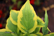 - Cornus kousa 'Summer Gold' Yellow Variegated Chinese Dogwood - Mr Maple │ Buy Japanese Maple Trees