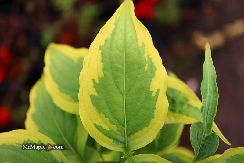 - Cornus kousa 'Summer Gold' Yellow Variegated Chinese Dogwood - Mr Maple │ Buy Japanese Maple Trees