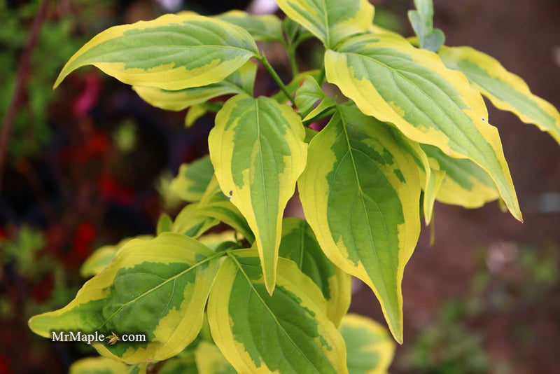 - Cornus kousa 'Summer Gold' Yellow Variegated Chinese Dogwood - Mr Maple │ Buy Japanese Maple Trees