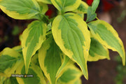- Cornus kousa 'Summer Gold' Yellow Variegated Chinese Dogwood - Mr Maple │ Buy Japanese Maple Trees