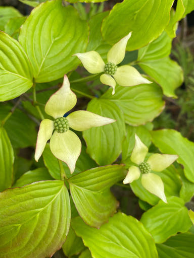 - Cornus kousa 'Summer Majesty' White Flowering Chinese Dogwood - Mr Maple │ Buy Japanese Maple Trees