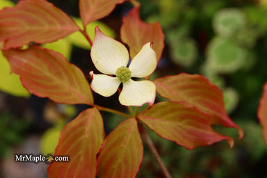 - Cornus kousa 'Summer Stars' Chinese Flowering Dogwood - Mr Maple │ Buy Japanese Maple Trees