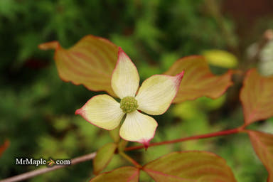 - Cornus kousa 'Summer Stars' Chinese Flowering Dogwood - Mr Maple │ Buy Japanese Maple Trees