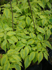 - Cornus kousa 'Sunsplash' Variegated Chinese Dogwood - Mr Maple │ Buy Japanese Maple Trees