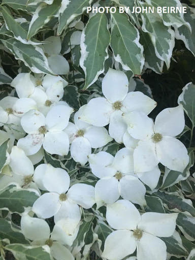 - Cornus kousa 'Wolf Eyes' Variegated Chinese Flowering Dogwood - Mr Maple │ Buy Japanese Maple Trees