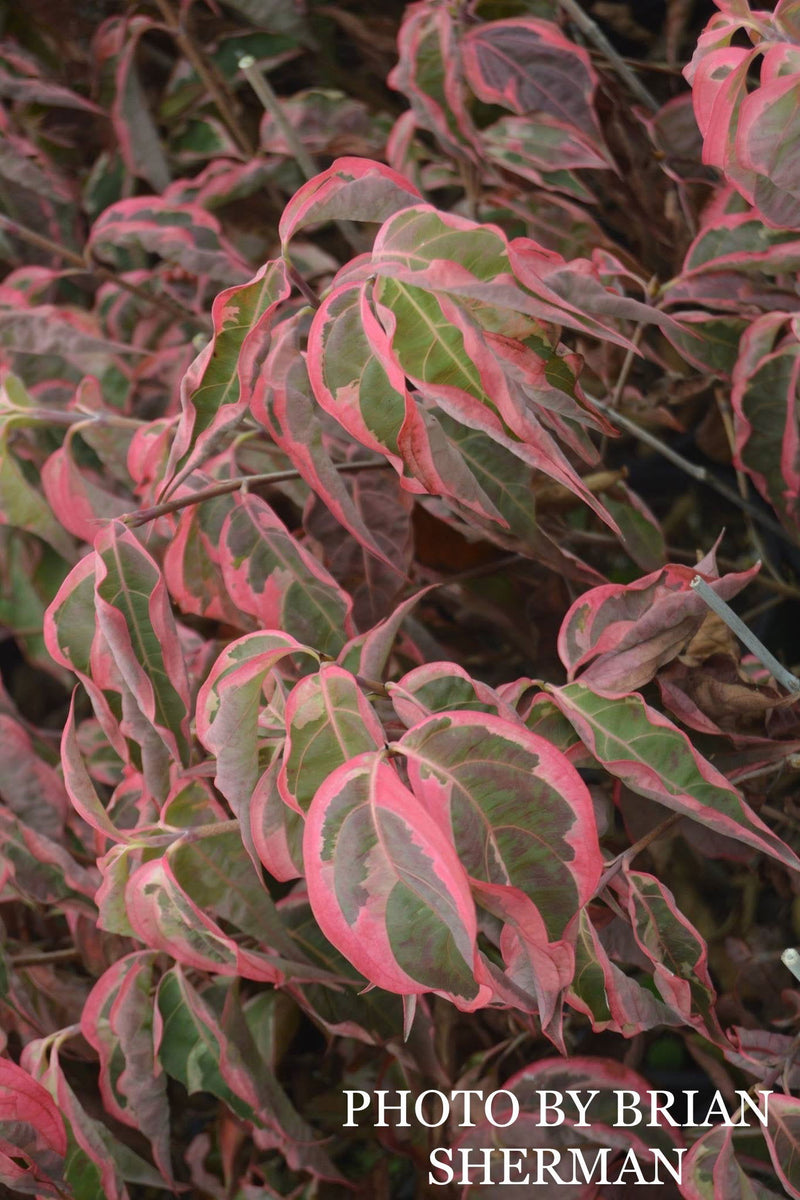 - Cornus kousa 'Wolf Eyes' Variegated Chinese Flowering Dogwood - Mr Maple │ Buy Japanese Maple Trees