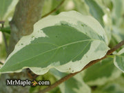 - Cornus kousa 'Wolf Eyes' Variegated Chinese Flowering Dogwood - Mr Maple │ Buy Japanese Maple Trees