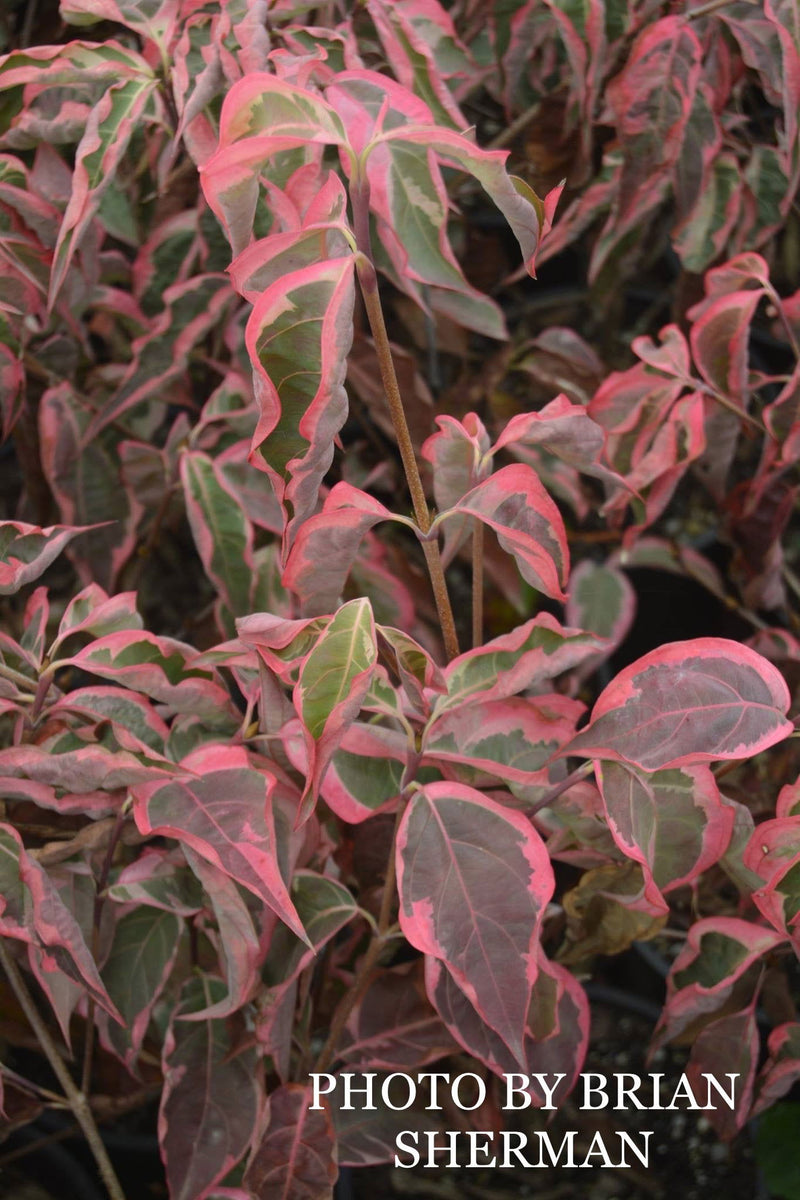 - Cornus kousa 'Wolf Eyes' Variegated Chinese Flowering Dogwood - Mr Maple │ Buy Japanese Maple Trees