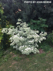 - Cornus kousa 'Wolf Eyes' Variegated Chinese Flowering Dogwood - Mr Maple │ Buy Japanese Maple Trees
