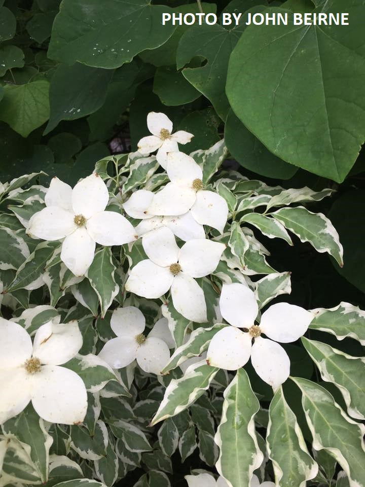 - Cornus kousa 'Wolf Eyes' Variegated Chinese Flowering Dogwood - Mr Maple │ Buy Japanese Maple Trees