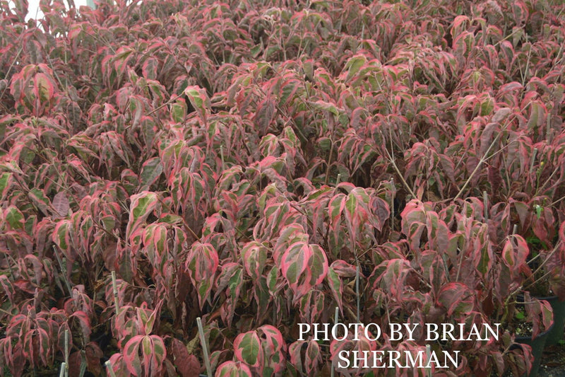 - Cornus kousa 'Wolf Eyes' Variegated Chinese Flowering Dogwood - Mr Maple │ Buy Japanese Maple Trees